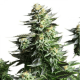 Fem Amnesia Haze