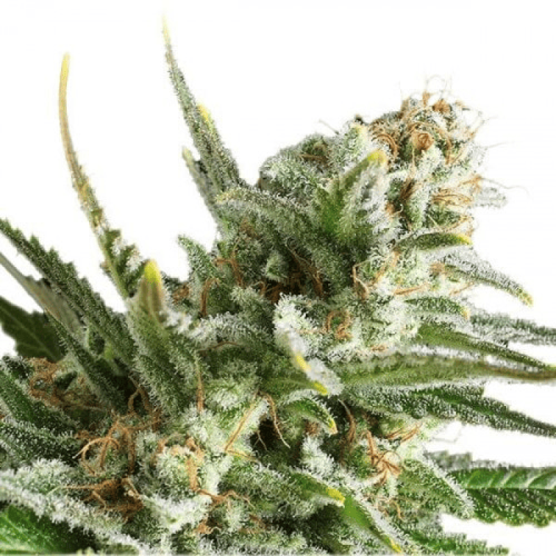 Fem Amnesia Haze