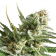 Fem Amnesia Haze