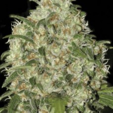 Fem Amnesia Platinum