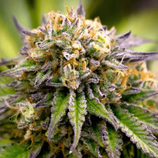 Fem Amnesia XL