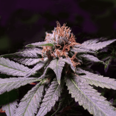 Fem Black Opium