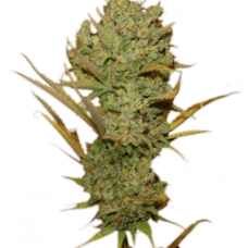 Fem Silver Haze