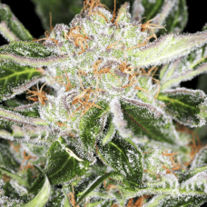 Fem White Widow