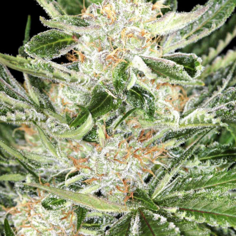 Fem White Widow