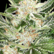 Fem White Widow