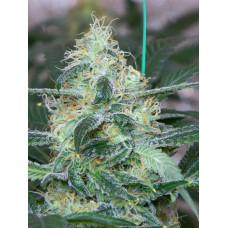 Auto fem Green Crack