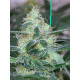 Семена конопли Green Crack