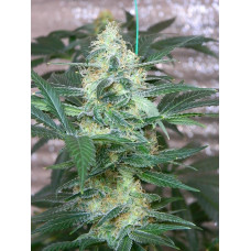 Auto fem Afghan Original