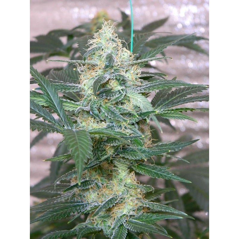 Auto fem Afghan Original