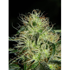 Fem Amnesia Haze
