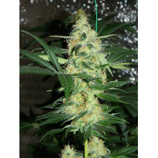Auto fem White Widow