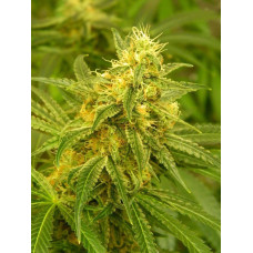 Fem Silver Haze