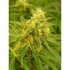 Fem Silver Haze