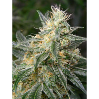 Auto fem Afghan Kush