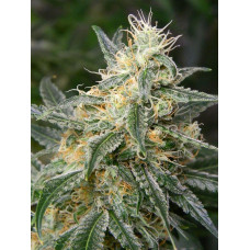 Auto fem Afghan Kush