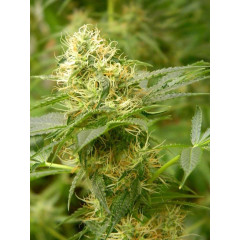 Auto fem Amnesia XL
