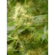 Auto fem Amnesia XL