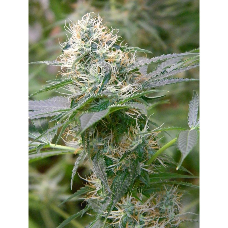 Auto fem Amnesia XL