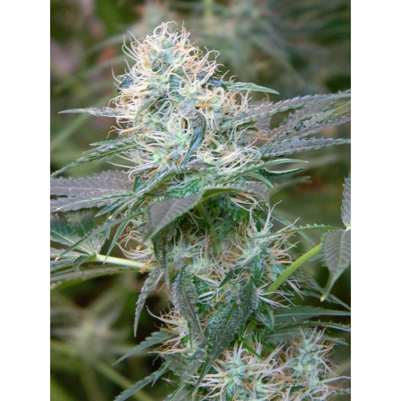 Auto fem Amnesia XL