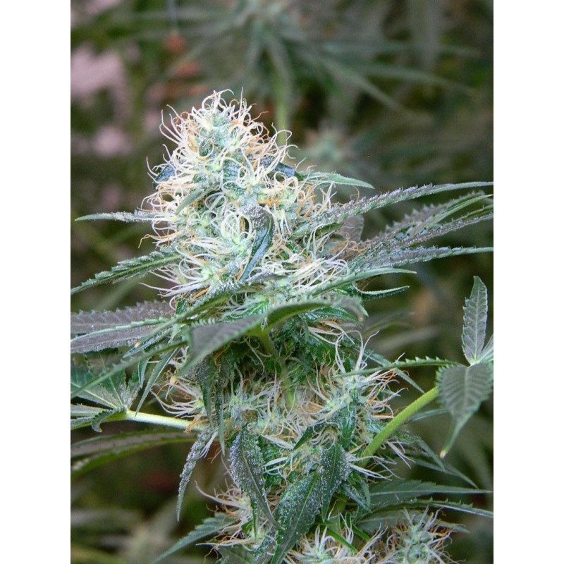 Auto fem Amnesia XL