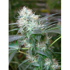 Auto fem Amnesia Haze