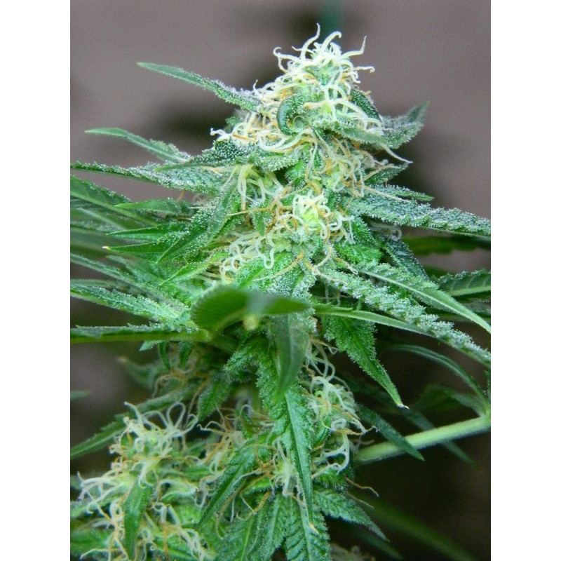 Auto fem Amnesia Haze