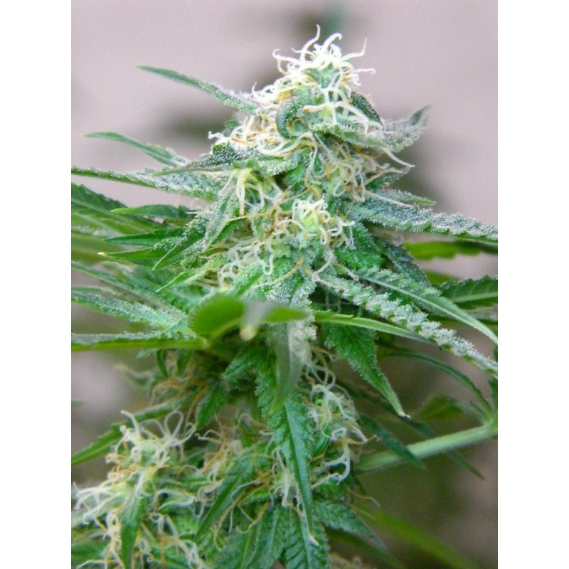 Auto fem Amnesia Haze