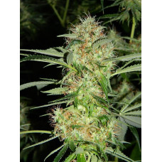 Auto fem AK-47