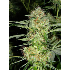 Auto fem AK-47