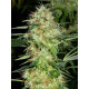 Auto fem AK-47