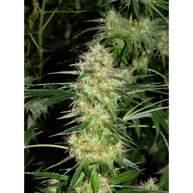 Auto fem AK-47