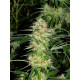 Auto fem AK-47