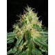 Auto fem Big Demon