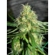 Auto fem Big Demon