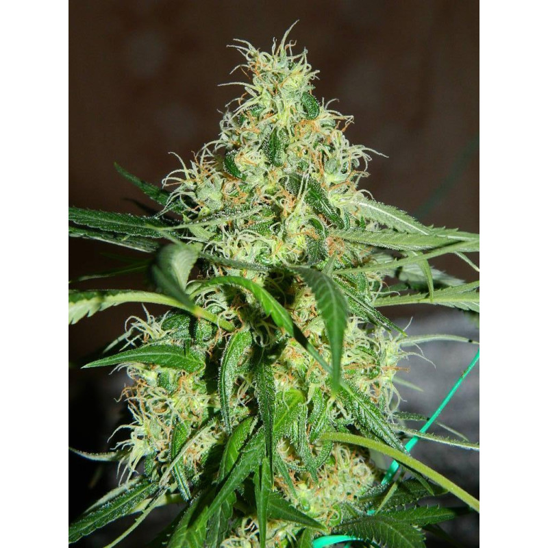 Auto fem Big Demon
