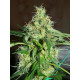 Auto fem Big Demon
