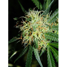 Auto fem Bad Azz Kush