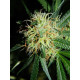 Auto fem Bad Azz Kush