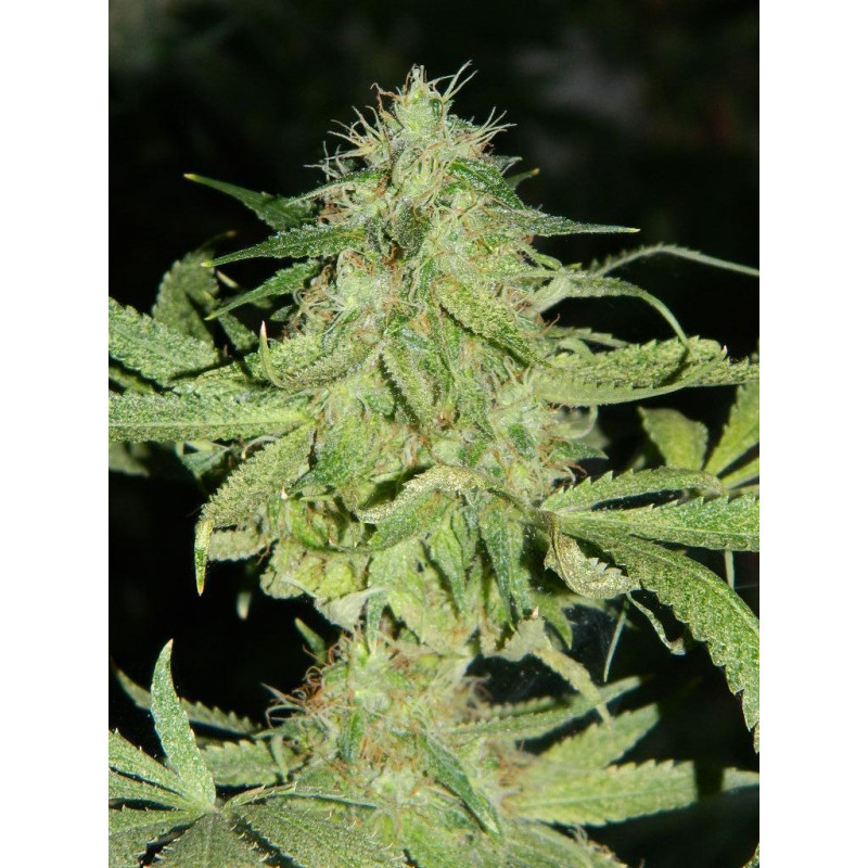 Auto fem Bad Azz Kush
