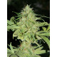 Auto fem Bad Azz Kush