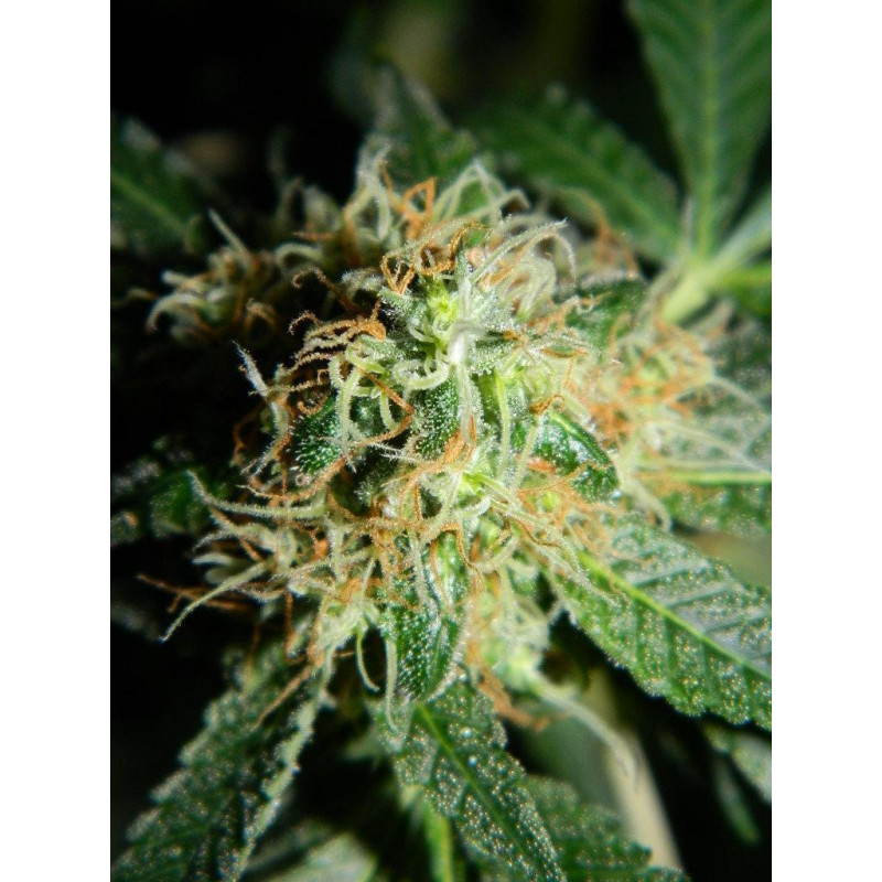 Auto fem Bad Azz Kush