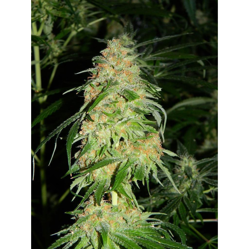 Auto fem Bad Azz Kush
