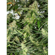 Auto fem Black Widow