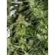 Auto fem Black Widow