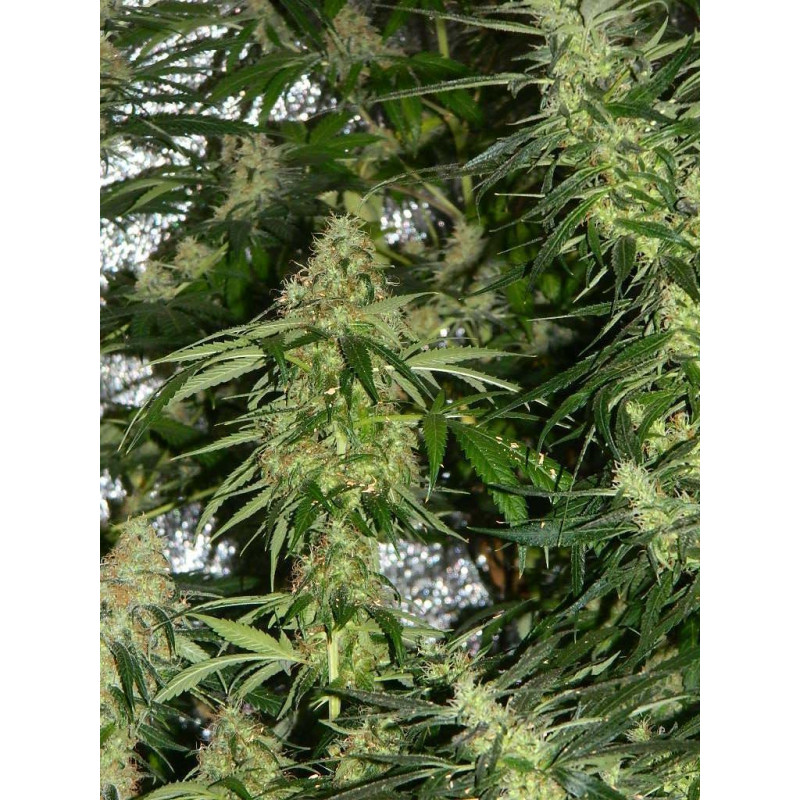 Auto fem Black Widow