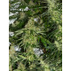 Auto fem Black Widow