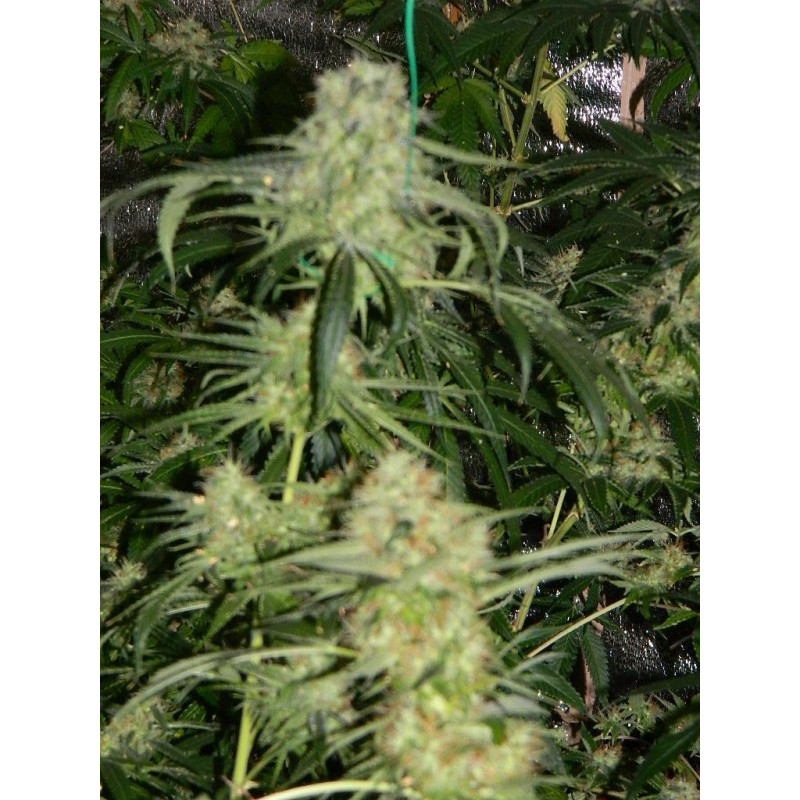 Auto fem Black Widow