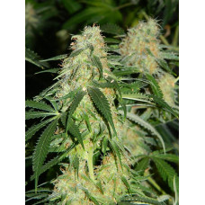 Auto fem Kabul