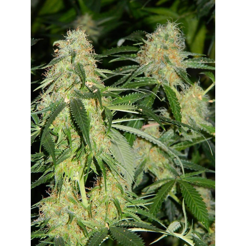 Auto fem Kabul